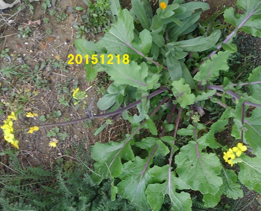 葉物野菜20151218.jpg