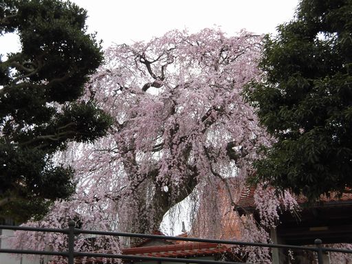 16.03.31桜10.JPG