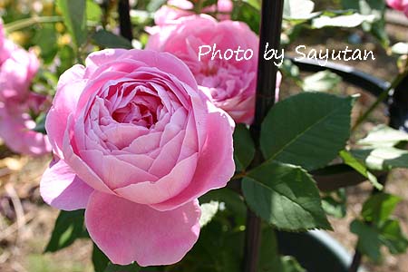 ラレーヌヴィクトリア