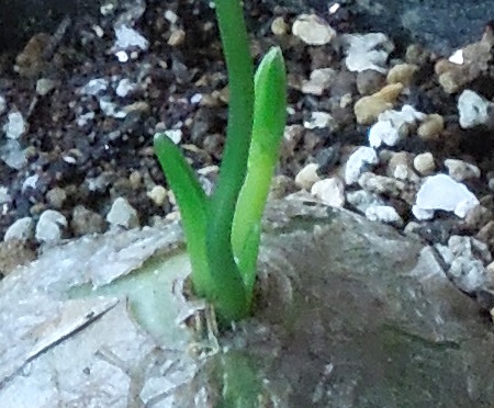 ボウィエア4-10ｰ1