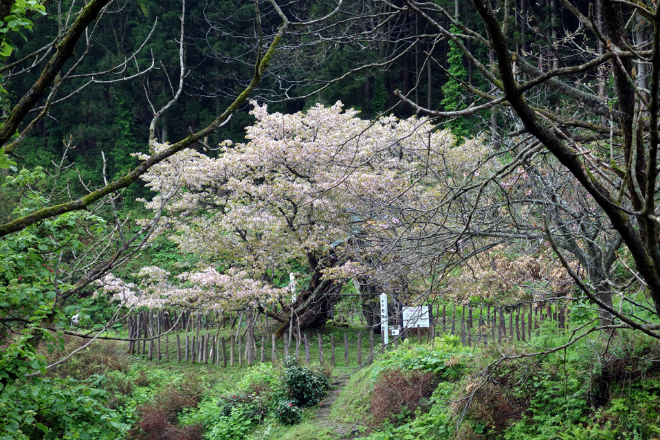 カスミ桜