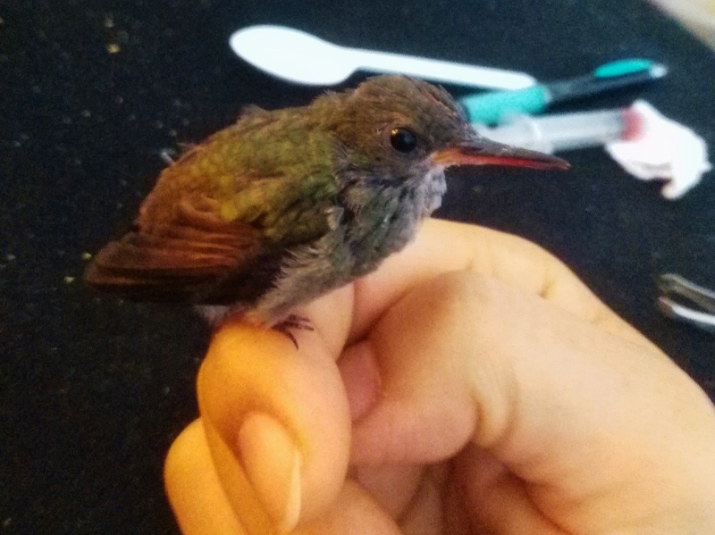 bebe colibri pachu