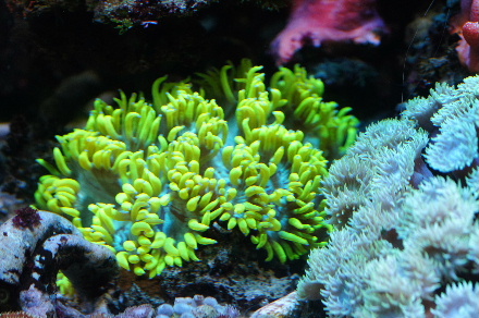 2015_0330ｳﾐｳｼ､ｳｲｽ､ﾎﾝﾀｺ、魚0024.JPG