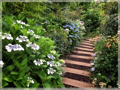 横浜イングリッシュガーデンの紫陽花