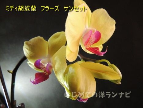 6か月花が絶えないミディ胡蝶蘭フラーズサンセットの記録 はじめての洋ランナビ 楽天ブログ