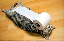 20160519猫のトイレットペーパー.jpg