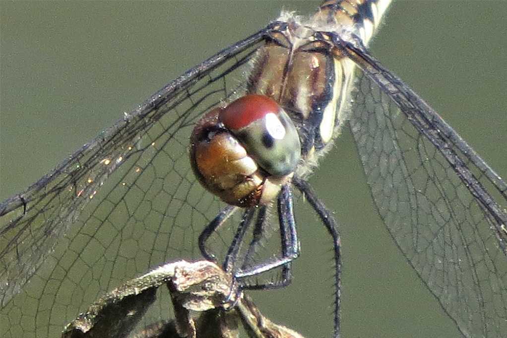 散歩で撮ったトンボ リスアカネ 今季初見 リスアカネ ベニトンボ 大分金太郎の花鳥蝶月 楽天ブログ