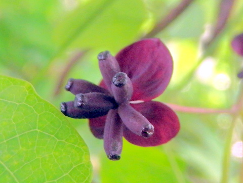 アケビ雌花・正面