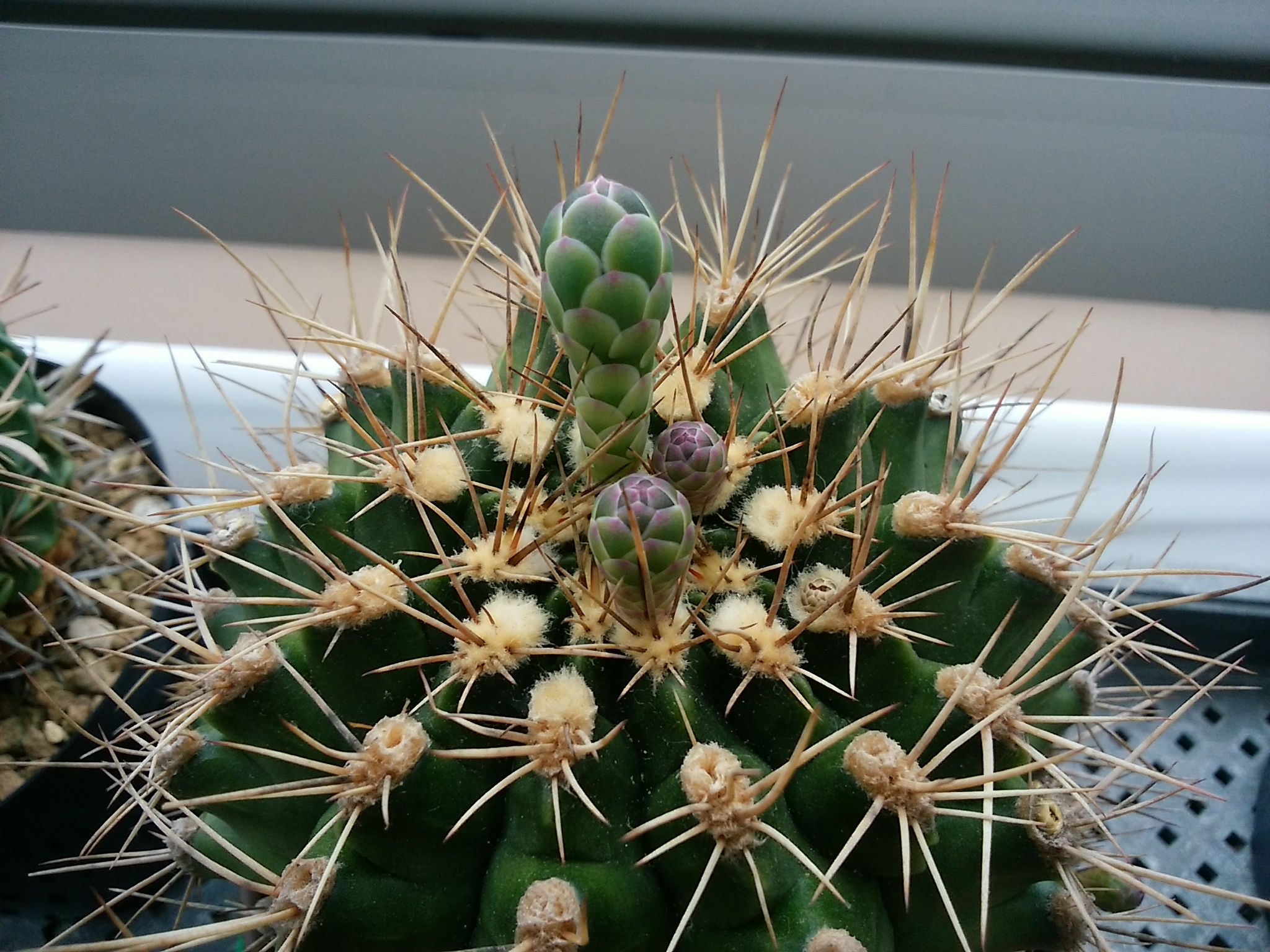 今頃のサボテンの蕾 さぼてん日和 楽天ブログ