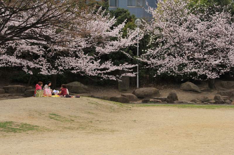 近隣公園の桜_5.jpg