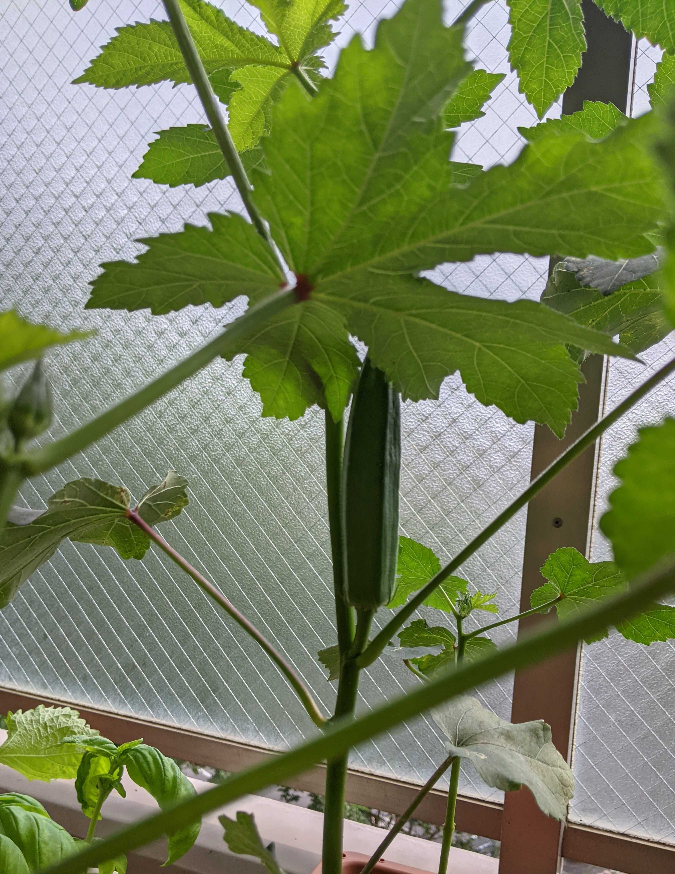 ベランダ菜園の敵は虫と鳥 日々是蒼天 楽天ブログ