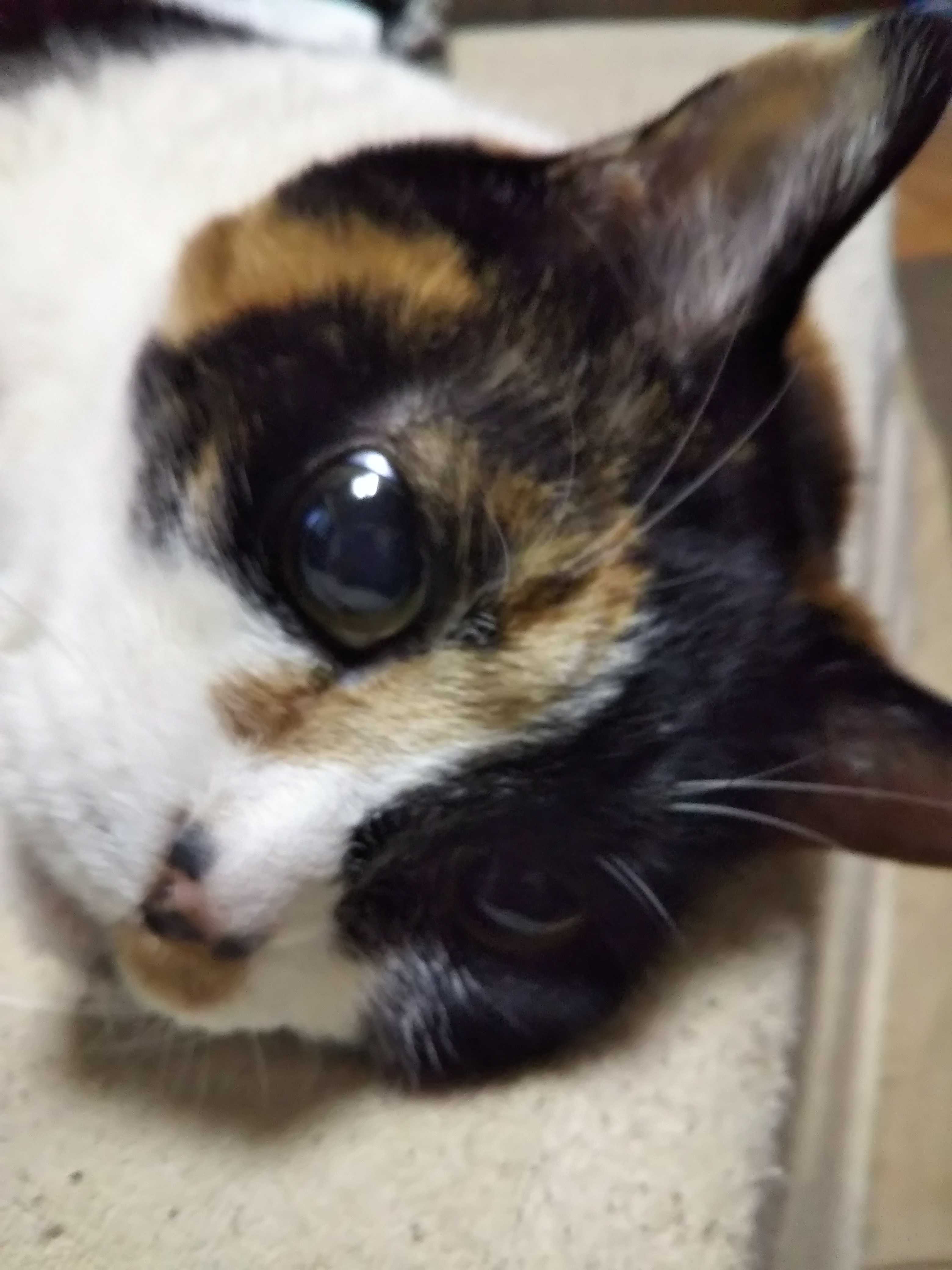 ねこ Nyaziland 楽天ブログ