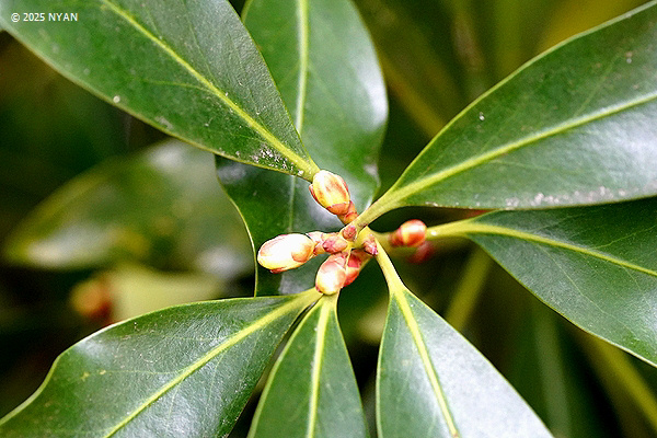 新しい葉と花と蕾 | 華のある暮らし feat. 徒然草(花の写真館) - 楽天ブログ