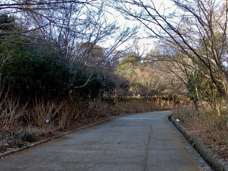 あじさい坂8