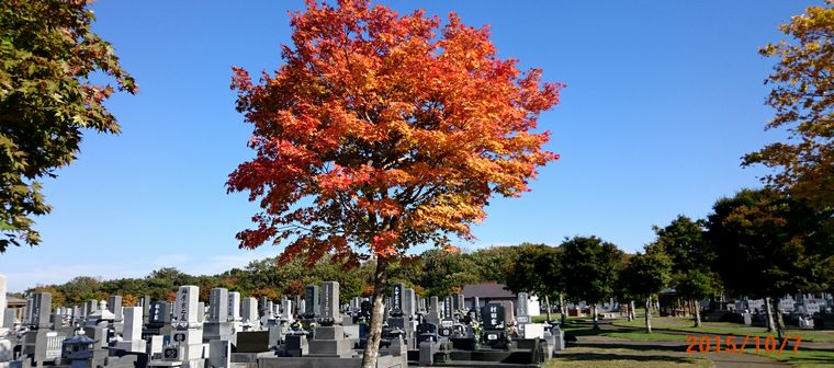 １０／７霊園の紅葉.jpg