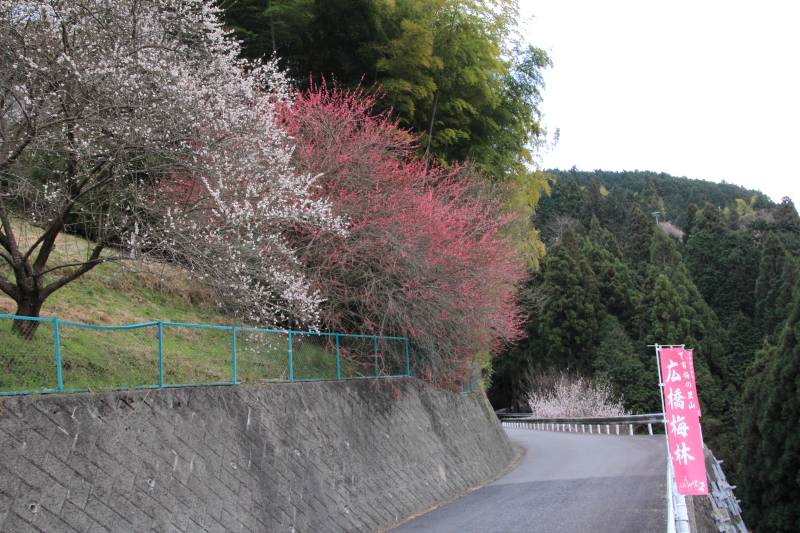広橋梅林_008.jpg