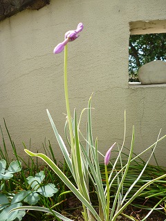 P1200499ss.jpg