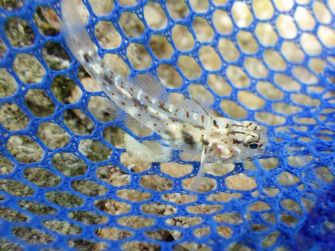沖縄磯採集2017年9月下旬45　セスジサンカクハゼ（Fusigobius gracilis）