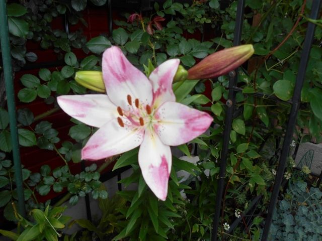 植えっぱなしのユリさんの開花 ウシッシ 華あそび 癒し隊との日々 楽天ブログ