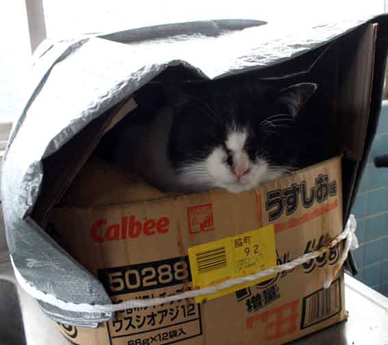 我が家のニャンコ♪2014/02/12-3