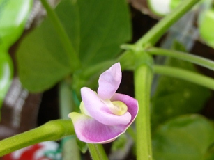P1040201.JPG