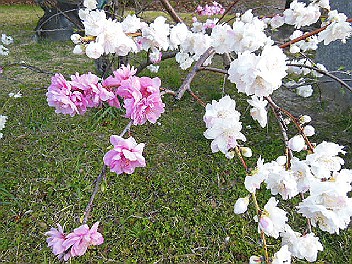 DSCN2154.jpg