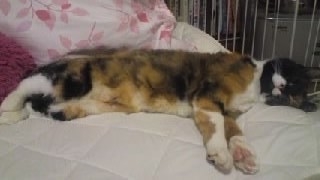 たあ子寝姿1.JPG