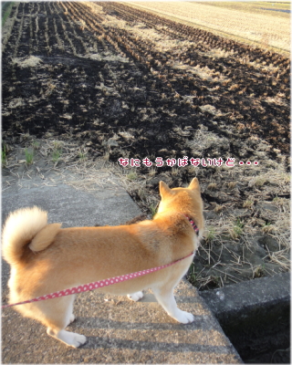 こげこげ1.jpg