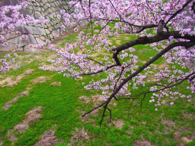 20120413_4.JPG