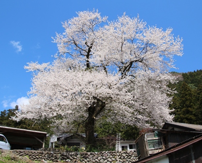 IMG_9315 板所彼岸桜.jpg