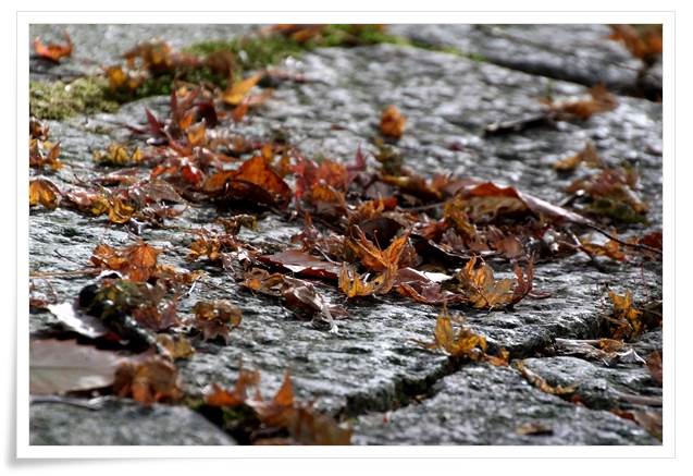 卯辰山山野草園-13 15.12.9