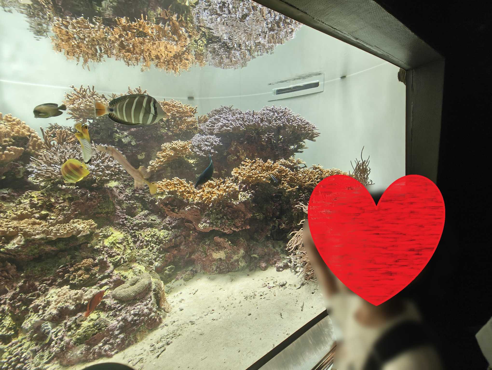 子連れ葛西臨海水族園