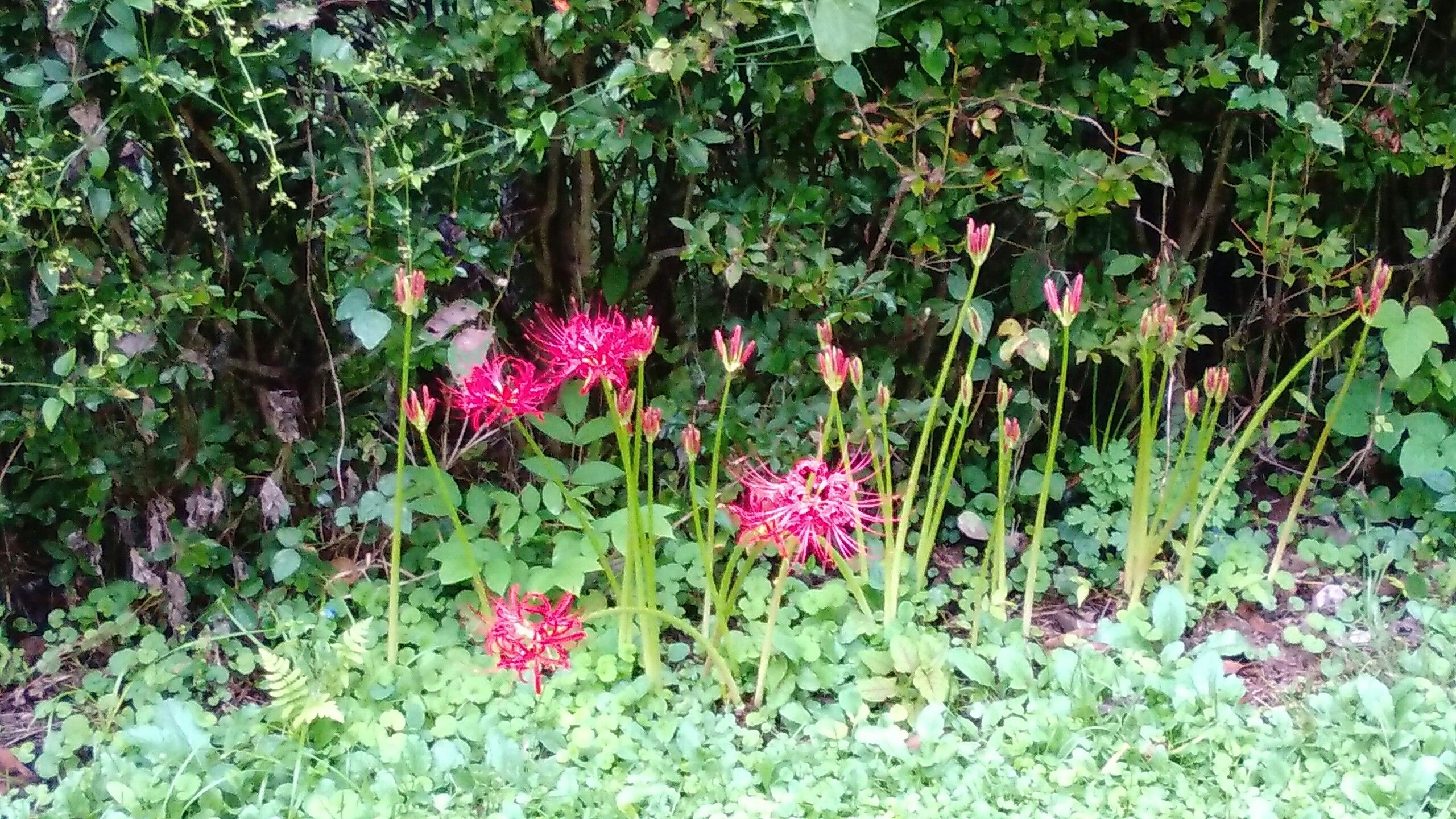 ベストプルーン 花が咲かない すべての美しい花の画像