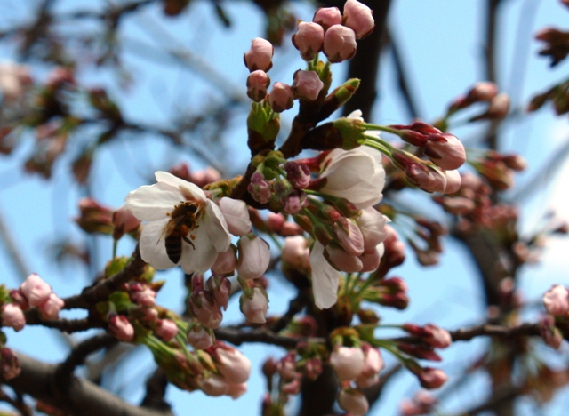 20140330 sakura 9.jpg