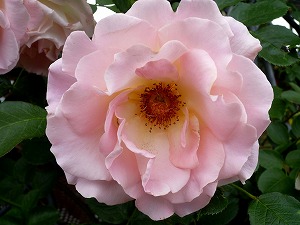 20120520(6).jpg