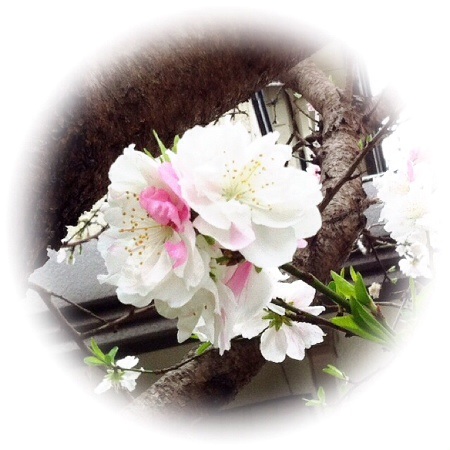 花桃
