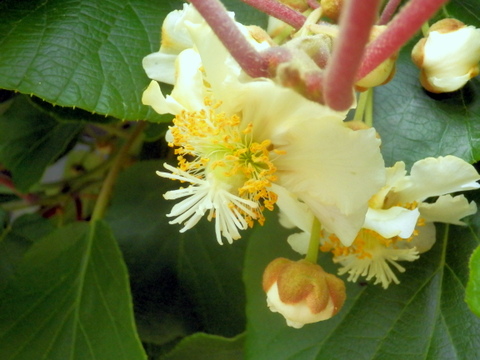 キウイの雌株の花