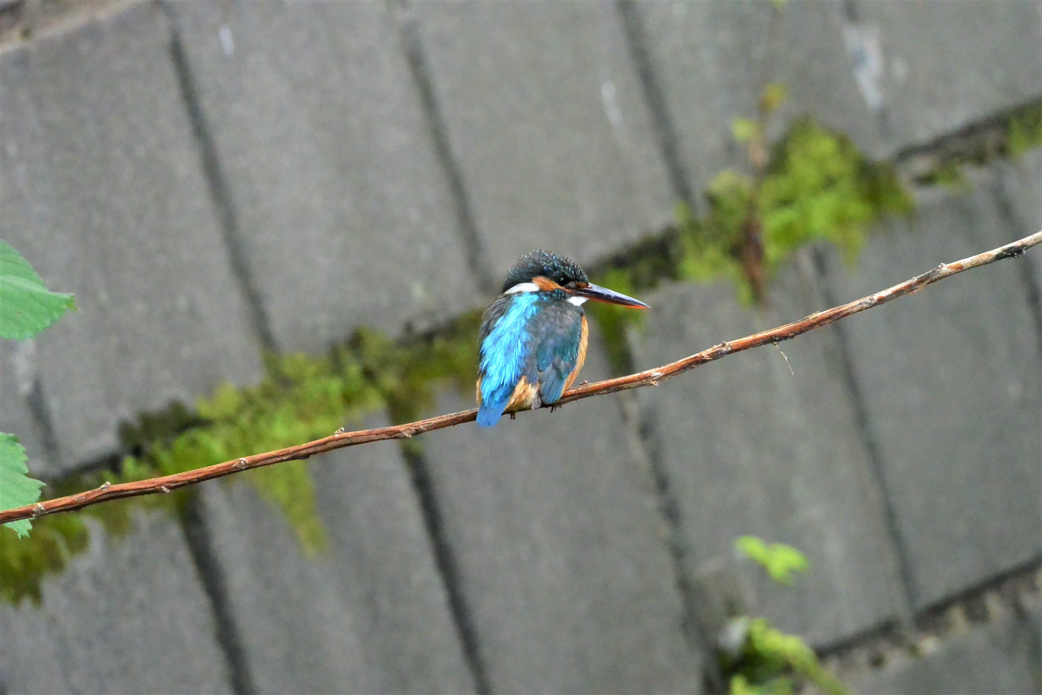 夕方近くに ベランダ前に来てくれたオナガ雛たち そこに 翡翠が いるから 楽天ブログ