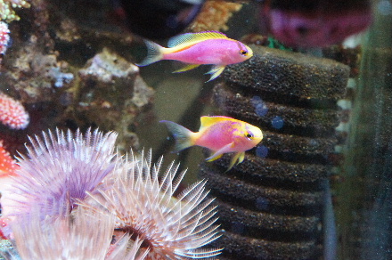 2014_0715ｳﾐｲﾁｺﾞ､ﾍﾞﾝﾄﾗ0017.JPG