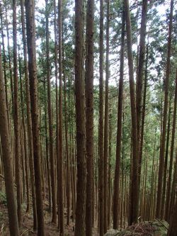 10.9 すぎのびりん.jpg