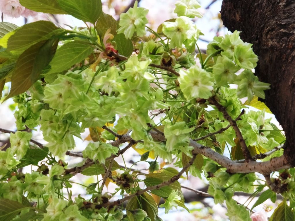 八重桜と御衣黄が満開 In 世田谷桜新町 さくらまつり Ilovecb セレンディピティを求めて 楽天ブログ