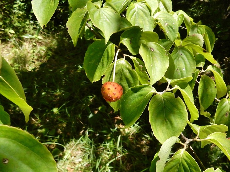 森林植物園訪問 九十九回目 その2 ケヤキ並木とピンクの実 | ジュラのお散歩花日記 - 楽天ブログ
