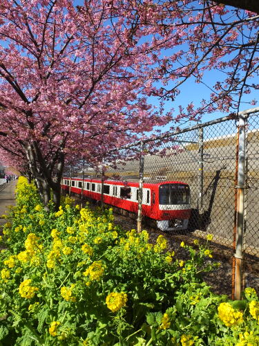 三浦海岸の河津桜