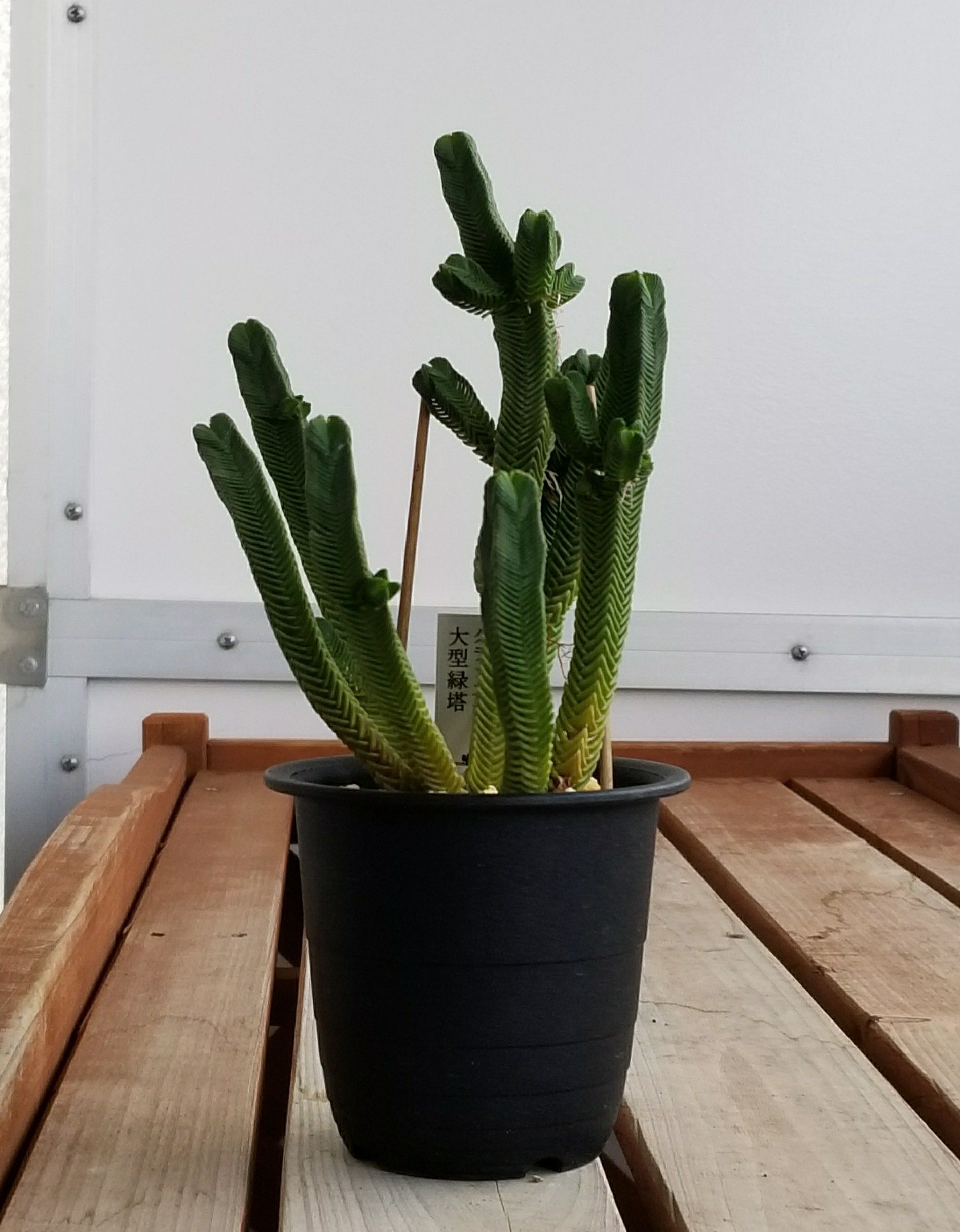 ダルマ緑塔 抜き苗