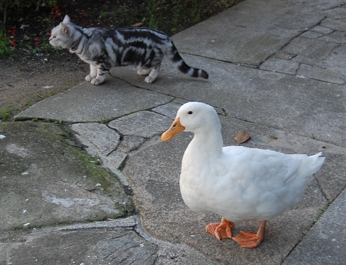 DSC_0021.JPG