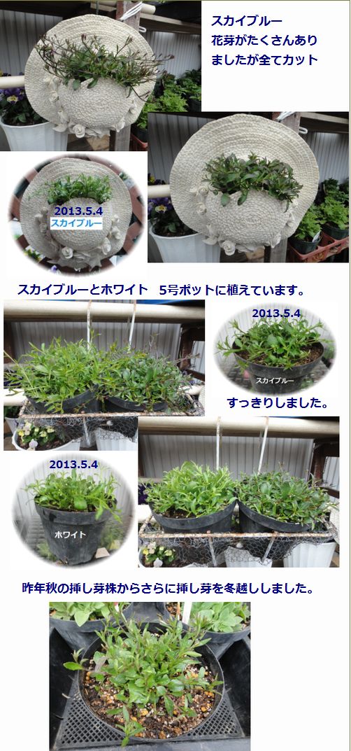 アズーロコンパクトのピンチ