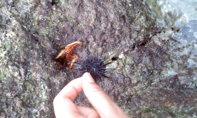 ウニとヒトデ