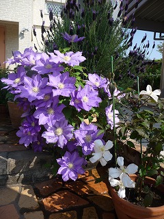 P1020324ss.jpg