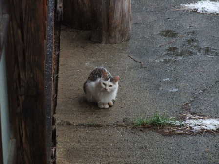 2012_12_01cat.JPG