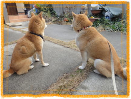 トラちゃんち5.jpg